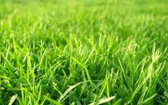 Grass 3